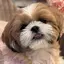 mahoのプロフィール画像