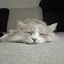 みーのプロフィール画像