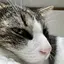 ゆりのプロフィール画像