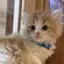 るんのプロフィール画像