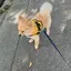 かりんのプロフィール画像