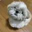 歩伽のプロフィール画像