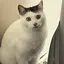 ところてんのプロフィール画像