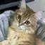SSのプロフィール画像