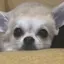 きな粉餅のプロフィール画像
