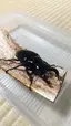 クワクワのプロフィール画像