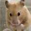shのプロフィール画像