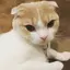 Noelのプロフィール画像