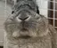 ゆのプロフィール画像