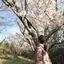 ときまさのプロフィール画像