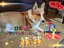 ふーちゃんのプロフィール画像