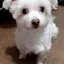 yokoのプロフィール画像