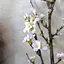 すずたかのプロフィール画像