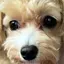 dysonのプロフィール画像