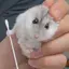 ふむむのプロフィール画像