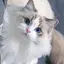 かのプロフィール画像