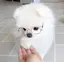 あべにゃのプロフィール画像