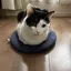 キラのプロフィール画像