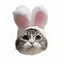 momomiのプロフィール画像