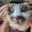 紫帆のプロフィール画像