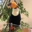 あゆほのプロフィール画像