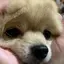 ゆっここのプロフィール画像