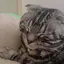 るるのプロフィール画像