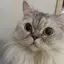 チョコのプロフィール画像