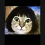にゃんのプロフィール画像