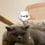 🧚🏻のプロフィール画像