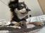 akaneのプロフィール画像