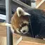 めぐのプロフィール画像