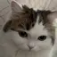 もなかのプロフィール画像
