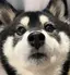 りんのプロフィール画像