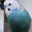 ハルカニのプロフィール画像