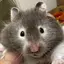 れなのプロフィール画像