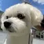 ぽぽんのプロフィール画像
