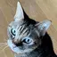 ニコのプロフィール画像