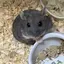 まりものプロフィール画像