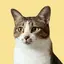 スギコのプロフィール画像