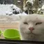 ちひろのプロフィール画像