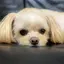 ペコU^ェ^Uのプロフィール画像