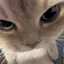 ちかげのプロフィール画像