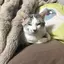 太陽のプロフィール画像