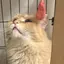 るりのプロフィール画像