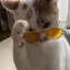 ぽんのプロフィール画像