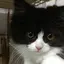 🩵🐱のプロフィール画像