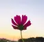 せいかのプロフィール画像