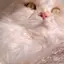 OKENのプロフィール画像