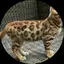 みやのプロフィール画像
